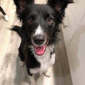 Meet your Posher, Clara